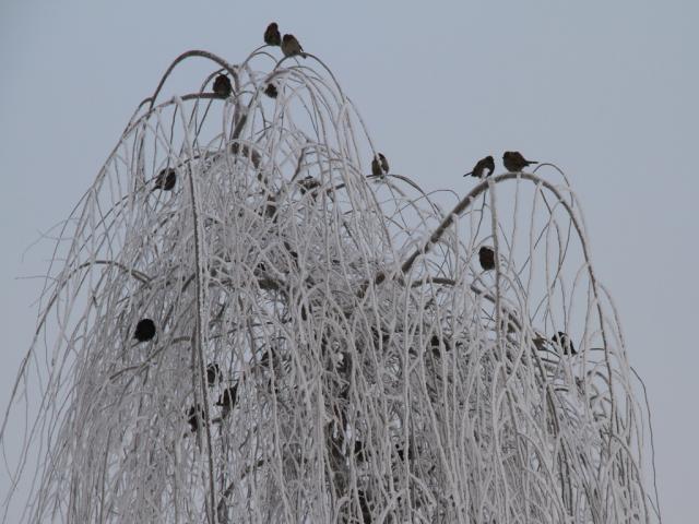 2011ڡ 086.jpg