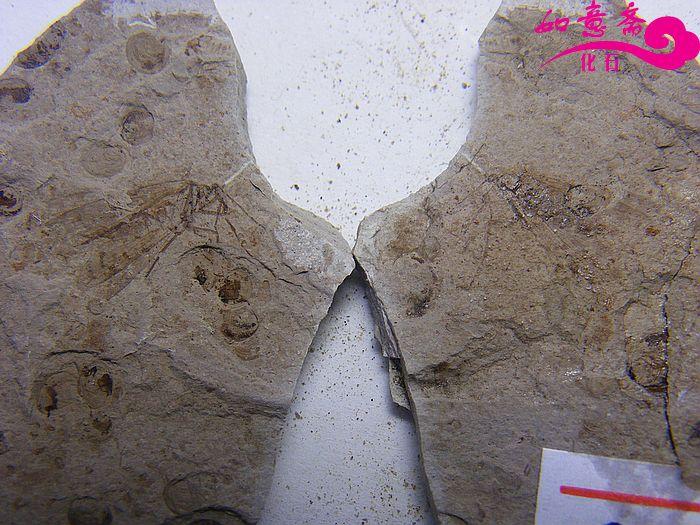 DSCF1218.jpg