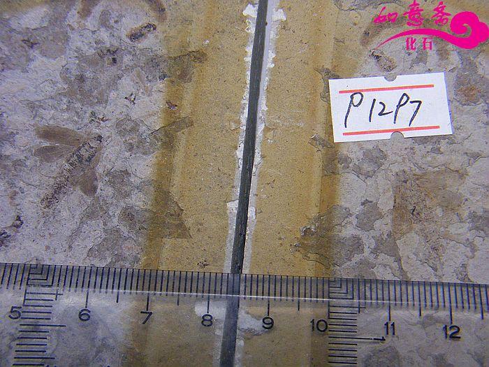 DSCF1225.jpg