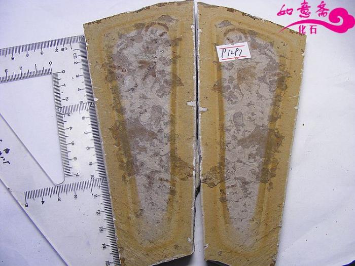 DSCF1226.jpg