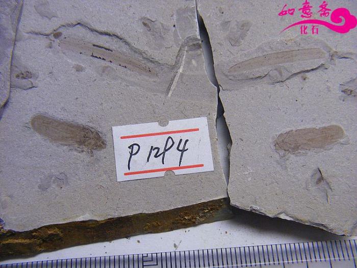 DSCF1222.jpg